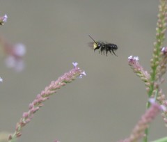Megachile amparo
