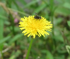 Megachile amparo
