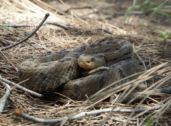 Crotalus ravus