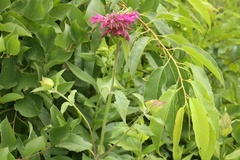 Monarda media