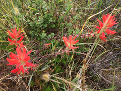 Castilleja affinis