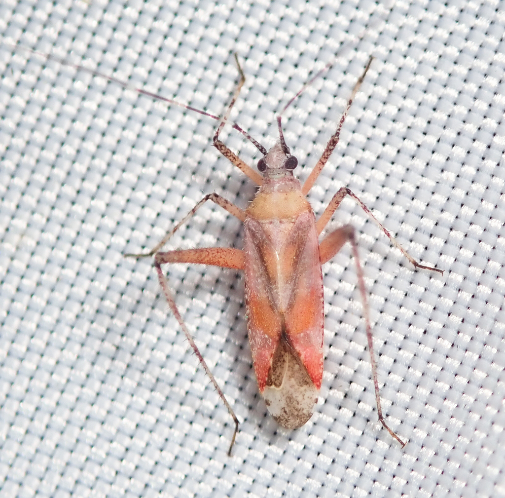 Phytocoris roseus