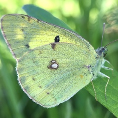 Colias poliographus