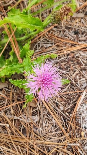 Image of Cirsium repandum by (c) JD Flores, some rights reserved (CC BY)