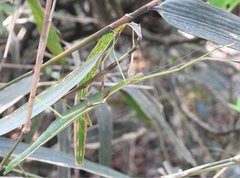 Huananphasma amicum