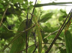 Huananphasma amicum