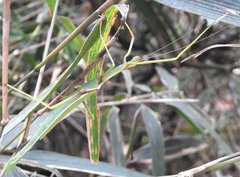 Huananphasma amicum