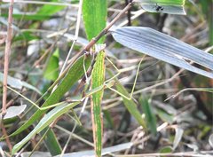 Huananphasma amicum