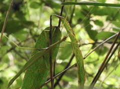 Huananphasma amicum