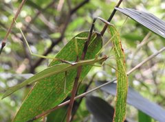 Huananphasma amicum