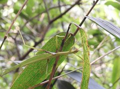 Huananphasma amicum