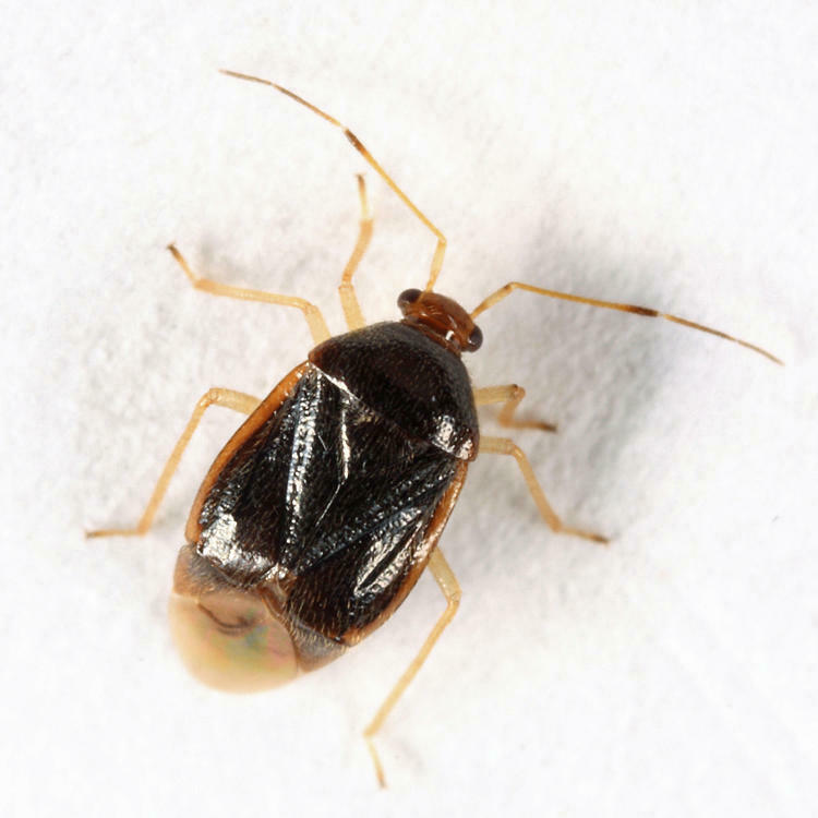 American Bracken Bug
