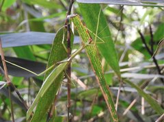 Huananphasma amicum