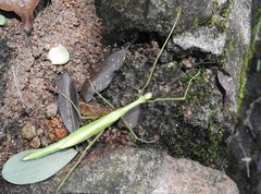 Huananphasma amicum