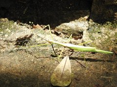 Huananphasma amicum