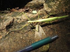Huananphasma amicum