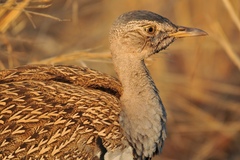 Red-Crested Korhaan photo 4