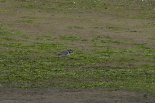 Common Ringed Plover, Texel, Netherlands, photo 9 of 10