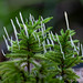 Moss Rust - Photo (c) crgillette, some rights reserved (CC BY), uploaded by crgillette