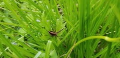 Pisaurina brevipes