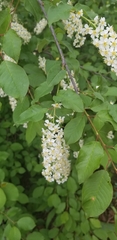 Prunus virginiana