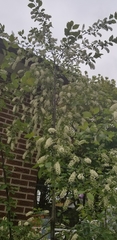 Prunus virginiana