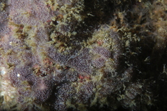 Botryllus schlosseri