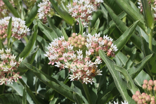 Image of Asclepias hallii by (c) Reid Hardin, some rights reserved (CC BY)