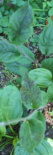 Image of Hieracium maculatum by no rights reserved