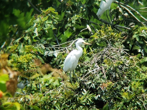 Snowy Egret photographed in North Carolina
