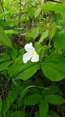 Trillium grandiflorum