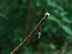 Micrathena aureola