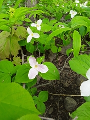 Trillium grandiflorum