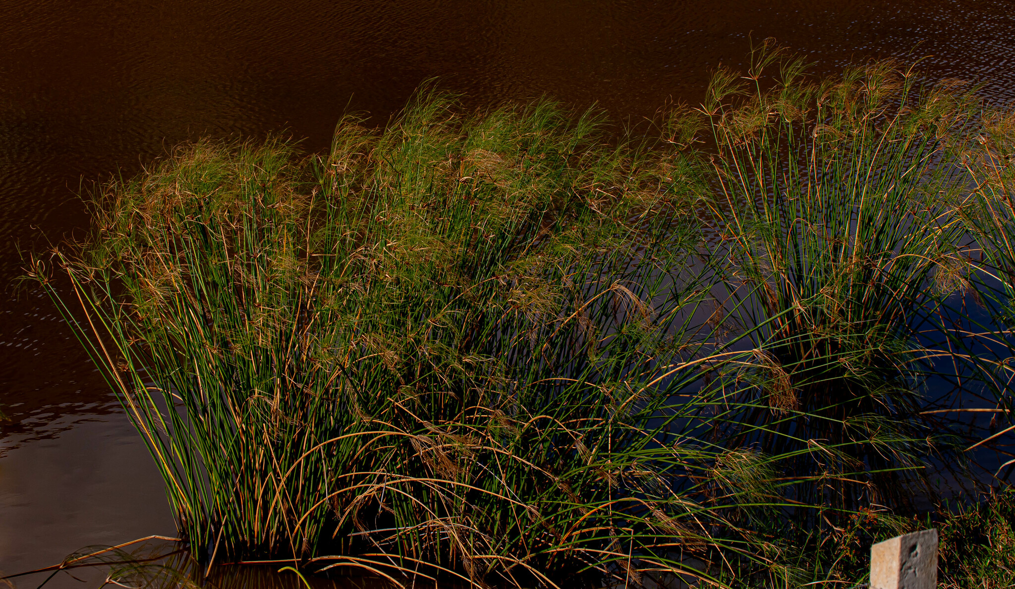 Cyperus papyrus