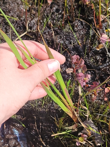 Image of Xyris smalliana by (c) jamie bee, some rights reserved (CC BY)