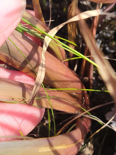 Image of Xyris smalliana by (c) jamie bee, some rights reserved (CC BY)