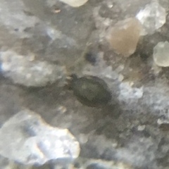 Sminthurinus elegans