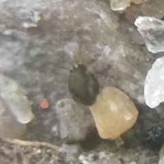 Sminthurinus elegans