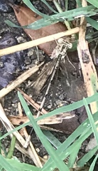 Argia fumipennis