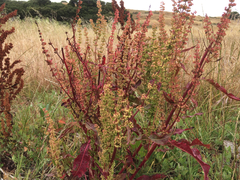 Rumex crispus crispus