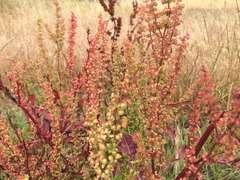 Rumex crispus crispus