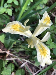 Iris chrysophylla