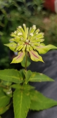 Monarda lindheimeri