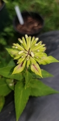 Monarda lindheimeri