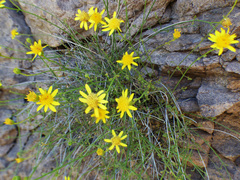 Perityle gilensis gilensis