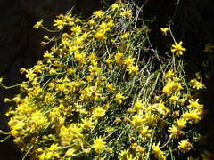 Perityle gilensis gilensis