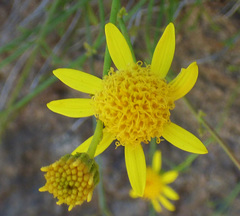 Perityle gilensis gilensis