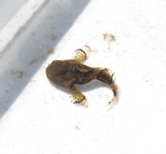 Tadpole Sculpin photo 2