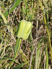 Fritillaria oranensis