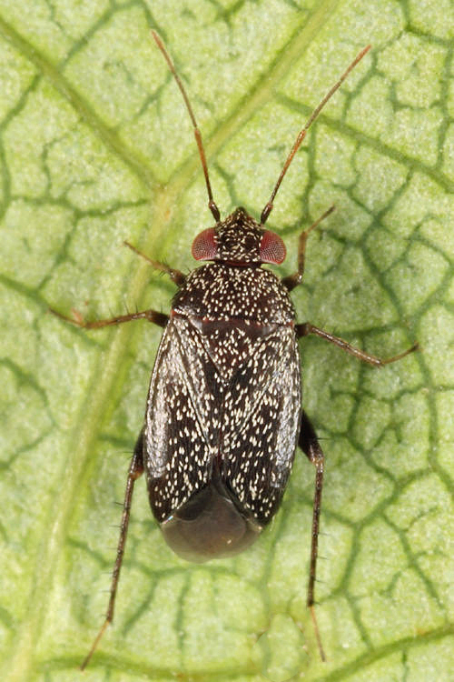 Phoenicocoris